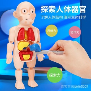 身體科普玩具🚀 拼插玩具 模型玩具 人體構造 人體器官 人體器官模型玩具 益智玩具 兒童人體內臟器官模型
