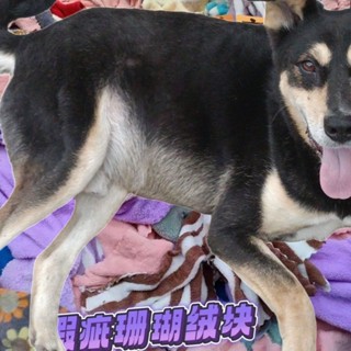 寵物洗澡毛毯加厚可水洗狗狗貓咪午睡珊瑚絨毛毯防水毯