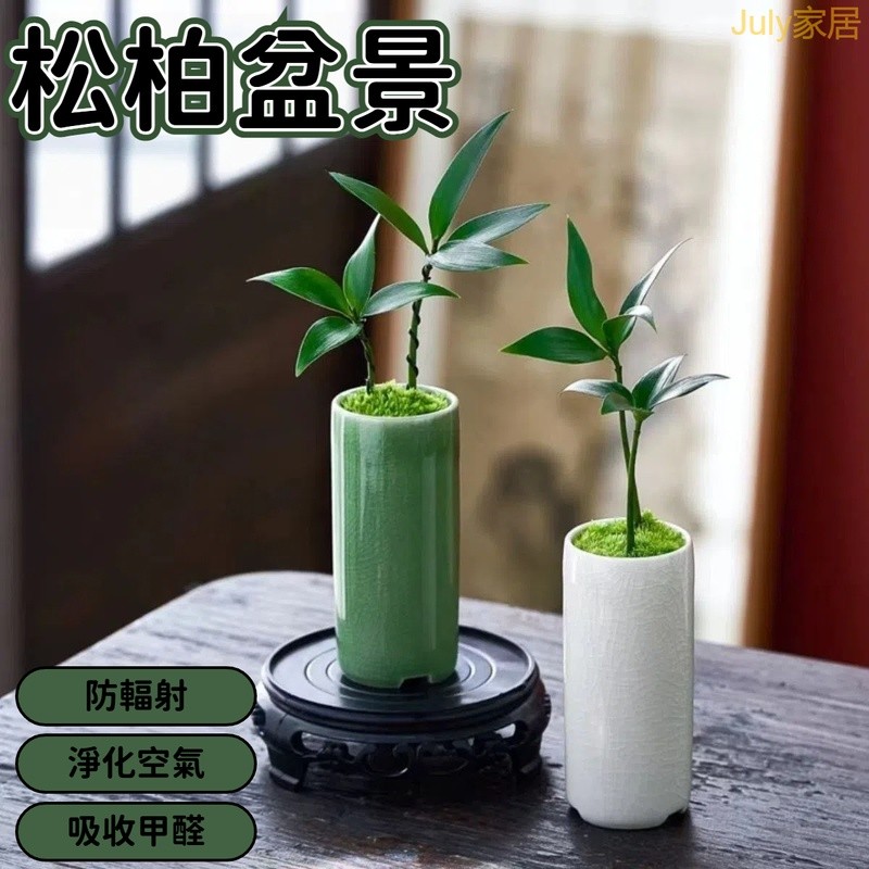 迷你竹柏盆景 盆栽 室內盆栽 小樹盆栽 小盆栽 桌上盆栽 盆栽容器 辦公室盆栽 造型盆栽 松柏 松柏盆栽 迷你盆栽