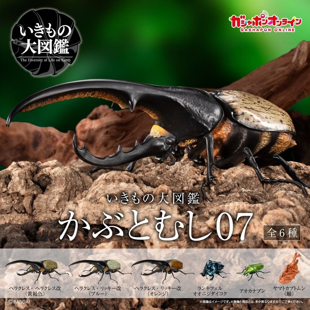 🔥現貨🔥生物大圖鑑 甲蟲07 萬代 扭蛋 轉蛋 赫克力士 長戟大兜蟲 螂蜣 金龜子 獨角仙 蛹《弘名文具》