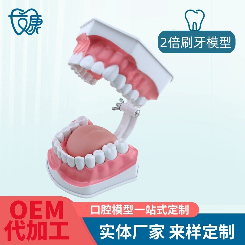 牙科口腔模型 蛀牙模型 幼兒園教刷牙學模型 齲齒假牙模倍放大  qingleng.my20250417
