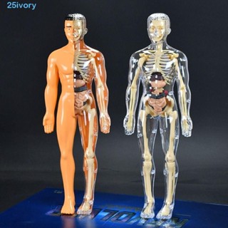 IVORY 科學認知益智玩具塑膠透明 3d 人體軀幹模型兒童認知玩具蒙臺梭利建築 DIY 人體模型兒童骨架模型兒童玩具