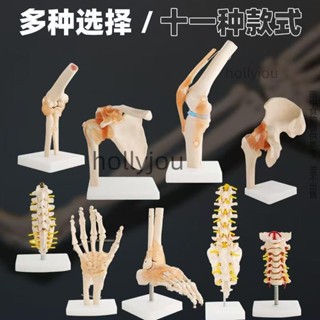 教學模具 人體膝關節功能模型肩關節肘關節手關節腳關節髖關節可動骨骼模型教學模具 人體模型 器官模型 詳細 標註 教學模具