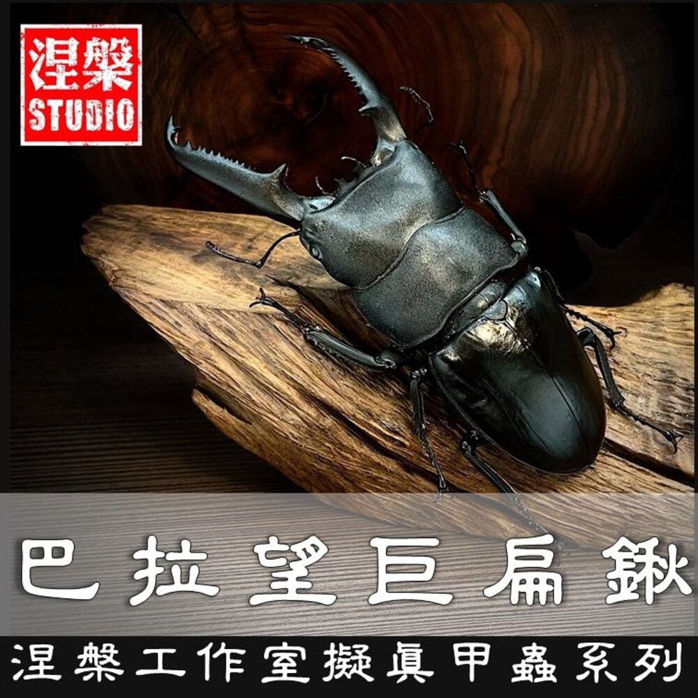 🔥現貨🔥巴拉望巨扁鍬形蟲模型 涅槃工作室 甲蟲 昆蟲 鍬形蟲 擬真模型 擺飾 磁鐵 涅盤《弘名文具》