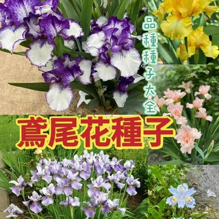 🥬🥑現貨現發 【鳶尾花種子】進口鳶尾花大集合 鳶尾花種子 花菖蒲鳶尾花園庭院 戶外綠植花卉種子 耐寒耐旱易種綠植