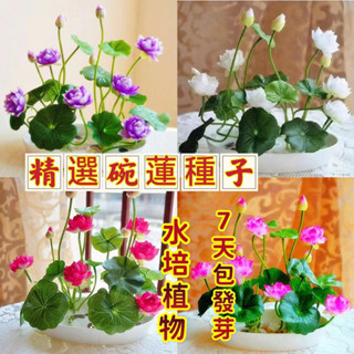 免運【口碗蓮種子】新手超易種植 3天發芽水培花卉種子 睡蓮種子 蓮花種子 庭院陽臺池塘種植 植物種子seed魚缸綠植