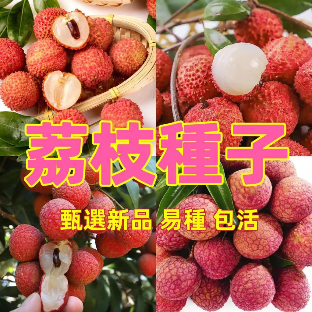 荔枝種子發芽的價格推薦 - 2025年7月 | 比價比個夠BigGo