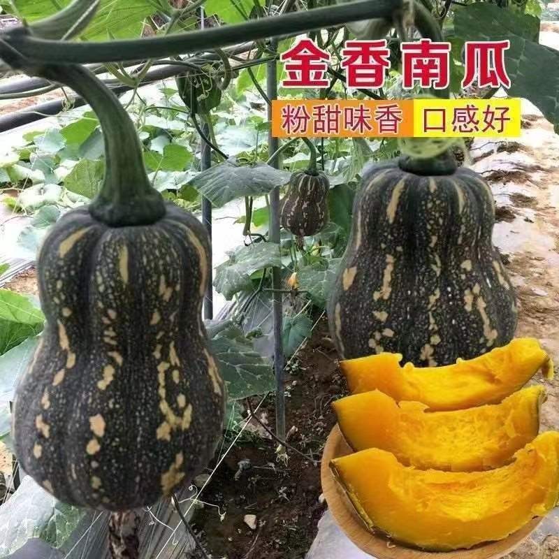 🌱🌱【南瓜大全種子】超多款南瓜種子 四季庭院陽台菜園種植 蔬菜種子 蜜本南瓜 貝貝南瓜 板栗南瓜 香芋南瓜種子 菜種子