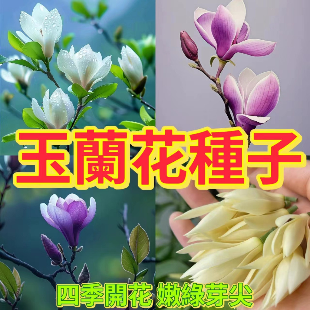 白玉蘭苗的價格推薦- 2026年1月| 比價比個夠BigGo