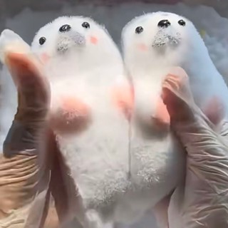 模玩部落🔥海豹捏捏食品級矽膠學生黨平價水泥感爆漿小紅書爆款解壓玩具解壓玩具 捏捏樂 舒壓小物 捏捏 減壓玩具 解壓小物