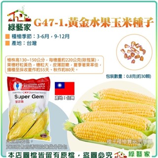 【綠藝家】G47-1.黃金水果玉米種子3克(約15顆)株高130~150公分，重約220公克，黃色穗粒大