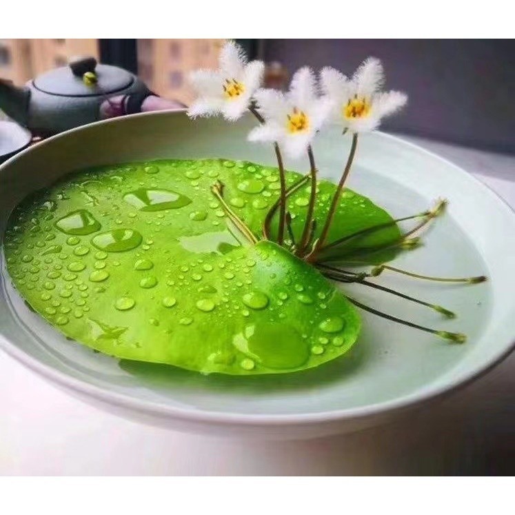 水生植物 一葉蓮種子 水蓮 印度蓮 金銀蓮花 漂浮植物 水芙蓉 觀葉 水族造景 開花植物 魚缸 室內水耕 陽台盆栽 種子