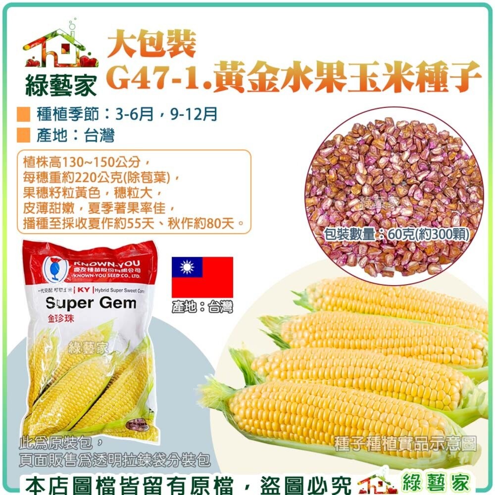 【綠藝家】00G47-1.大包裝黃金水果玉米種子60克(約300顆)株高130~150公分 果菜類大包裝