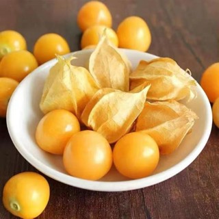 ✨🎈【臺灣出貨】姑娘果種子燈籠果 多買多送 紅姑娘果 黃姑娘果 紫姑娘果 四季盆栽種植蔬菜種子 水果種子 燈籠果