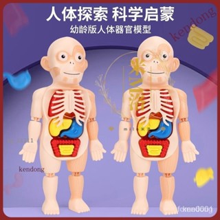 下殺價 身體科普玩具 拚插玩具 模型玩具 人體構造 人體器官 兒童人體內臟器官模型 人體器官模型玩具 益智玩具 9LL