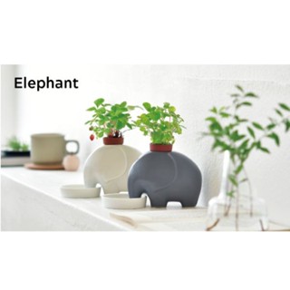 聖新陶芸elephant瀨戶燒大象陶盆種植組/ 白象/ 小草莓 eslite誠品