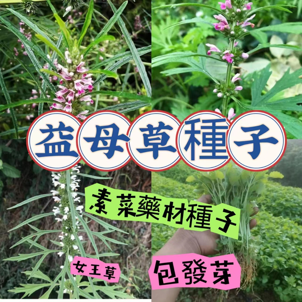 🥬🥑現貨【益母草種子】正品益母草種子 四季陽台庭院盆栽種植 藥材種子 蔬菜種子 可菜食用 可藥食用 全身是寶 女王菜種子