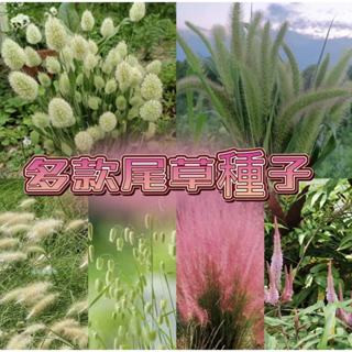 🥬🥑現貨現發【兔尾草種子】尾草大全兔尾草種子 狗尾草 尾巴草美人草 庭院種植 多款觀賞尾草種子  造景綠化觀賞草種子