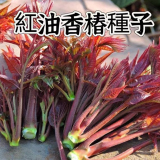 🥬🥑【香椿種子】四季香椿 紅油香椿 香椿種子 食用香椿樹種子 蔬菜種子 發芽率高多年生一次種植多年收成