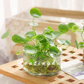🚀臺灣出貨🚀【1.1萬人好評】簡約創意玻璃花瓶透明銅錢草玻璃瓶辦公桌水培盆栽植物室內小綠植
