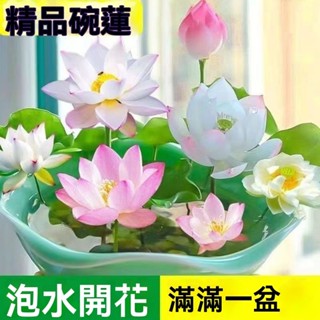 多款新品碗蓮種子 荷花種子 蓮花種子 睡蓮種子全網最多品種荷花 四季播種 水生植物 已開口碗蓮種子