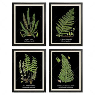 黑色蕨類植物海報套裝蕨類植物印花綠色蕨葉植物藝術古董蕨類植物廚房牆壁裝飾傢居裝飾植物牆壁裝飾