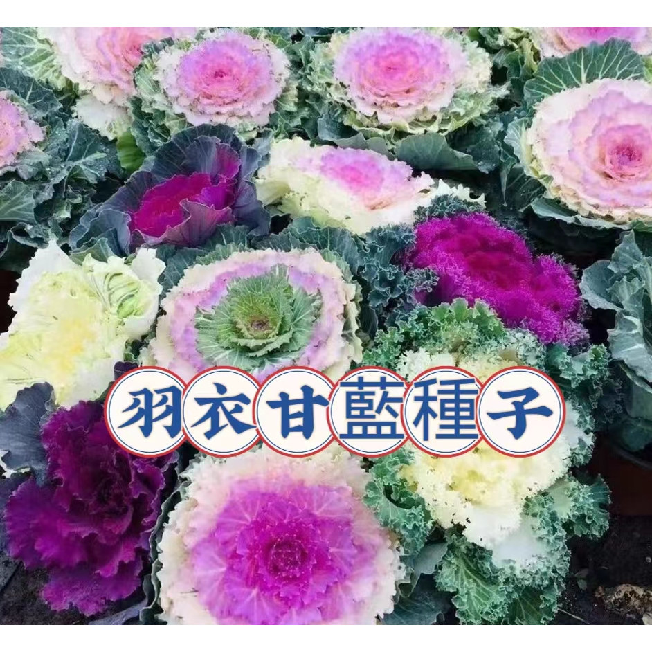 【蝦皮熱銷】羽衣甘藍種子 彩色羽衣甘藍 四季種植蔬菜種子 耐寒蔬菜種子 多次採收 可留種 陽臺盆栽大田種子