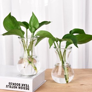 臺灣現/貨✨水培銅錢草專用 【店鋪熱銷】簡約水培植物花瓶透明玻璃花盆水養綠蘿 風信子 觀音竹桌面插花瓶