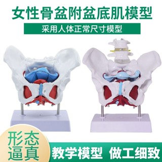 現貨好品質女性骨盆模附盆底肌模型 子宮會陰解剖 神經血管 結構婦產科展示