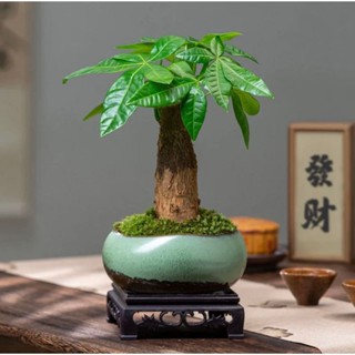 🥬🥑【發財樹種子】招財盆栽 發財樹種子 馬拉巴慄 財源滾滾步步高昇 觀賞綠植種子 室內綠植種子 招財種子 不發芽可退現貨