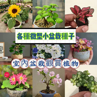 現【免運大熱銷】50款微型植物盆栽 松樹種子 小型櫻花 微型花卉盆栽植物種子好養活好栽培多肉迷你楓樹 月季 梔子花種子