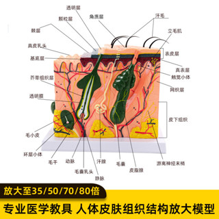 50倍皮膚組織結構放大解剖模型 立體皮膚放大模型 敎學模型 人體器官玩具 人體器官拚圖