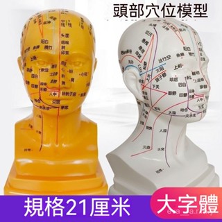 21釐米敎學中醫針灸穴位頭部模型🔥頭模麵部穴位按摩模型 中醫麵部按摩模型 頭部針灸穴位模型 人骨模型 清晰頭部穴位模型
