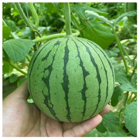 💯💥【西瓜種子】西瓜大全 巨型西瓜種子四季播種超甜 8424麒麟瓜 甜瓜王黑美人 盆栽西瓜 發芽率高達95%