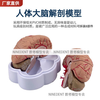 人體大腦解剖模型腦結構模型大腦模型腦動脈模型 腦血管分佈腦型