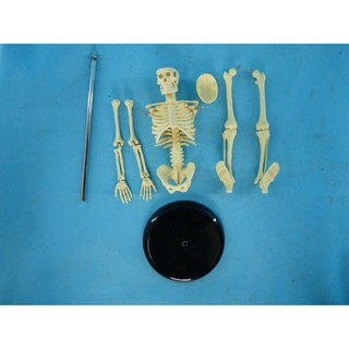 MD-J51 可拆45公分人體骨骼模型骨骼骨架 醫用教學講解展示早教