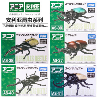 TOMYTOMICA安利亞鋸齒瓢蟲 彩虹 五角甲蟲動物昆蟲益智模型玩具送禮玩具合金壓鑄模型diecast EHVW