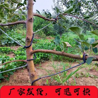 臺灣出貨│ 【3054人收藏】果樹拉枝器改進型開角器分枝器工具果樹壓枝鉤定型器改進型 園藝工具