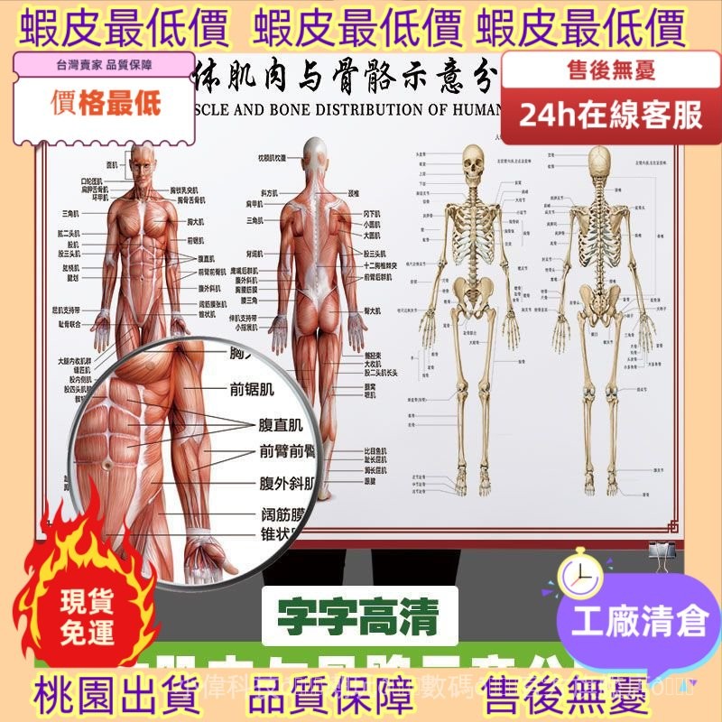 最低價不用找！🚚 人體骨骼圖掛圖器官內臟結構圖海報脊柱圖解肌肉分佈解剖掛圖