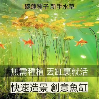【12H出貨】【優選開口碗蓮種子】荷花種子 蓮花種子 睡蓮種子全網最多品種荷花 四季播種 水生植物 水培盆栽 桌面轉運盆