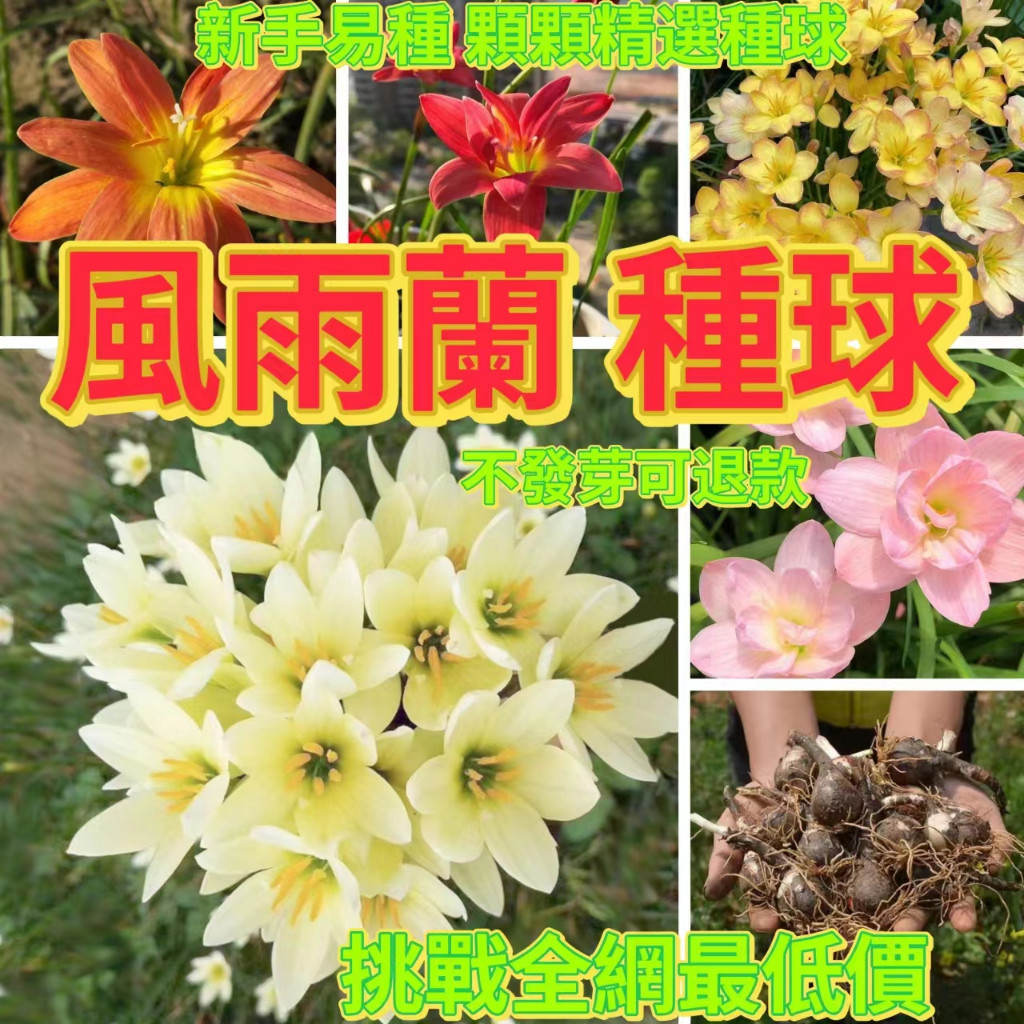 🔥風雨蘭種球🍓韭蘭球莖 清香型 四季種植 重瓣風雨蘭種球根 室內陽臺庭院陽臺盆栽花卉植物好養易活
