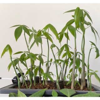⛅️⛅️現貨現發 【發財樹種子】 招財綠植 金錢樹 發財樹 盆栽金錢樹 財源滾滾步步高昇 觀賞綠植種子 易種易養活