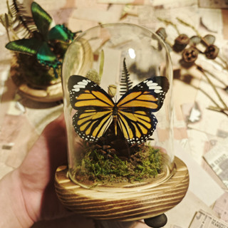 ❤️四月精選❤️蝴蝶標本玻璃罩成品微景觀擺件永生花植物手工創意禮物送朋友閨蜜熱賣中🎆🎆