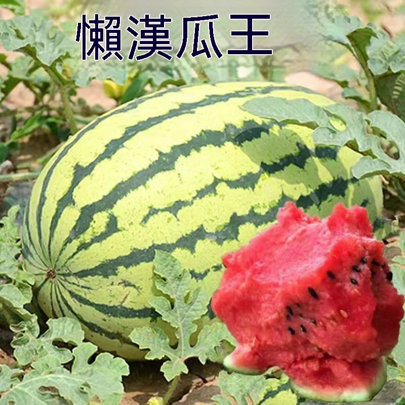 懶人西瓜種子 懶漢西瓜 省工西瓜 黑美人西瓜 豐產西瓜 家庭菜園 棚架西瓜 攀藤瓜類 大果西瓜 夏季水果 甜西瓜種子