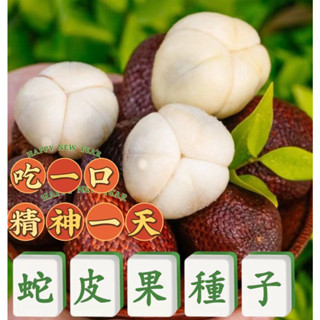 🌱🌱【蛇皮果種子】印尼進口蛇皮果種子 泰國稀有水果 罕見 特別稀奇古怪 熱帶水果 當年結果子 庭院陽臺種植