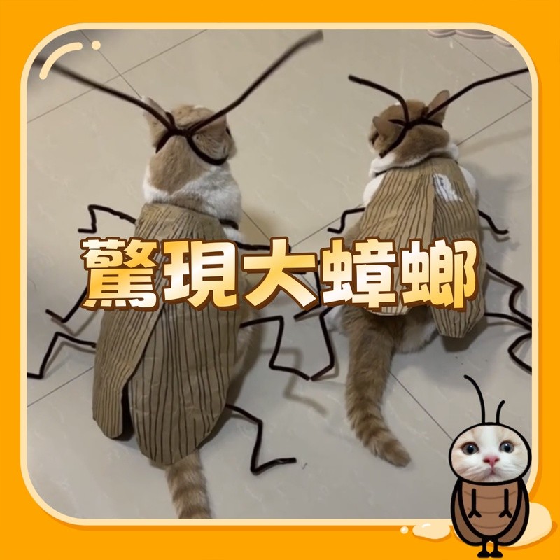 【猫咪蟑螂裝】貓咪蟑螂衣服 手工diy扭扭棒 手工包 螂的誘惑裝扮cos服搞怪寵物衣服 火辣辣貓咪蟑螂服純 貓咪衣服