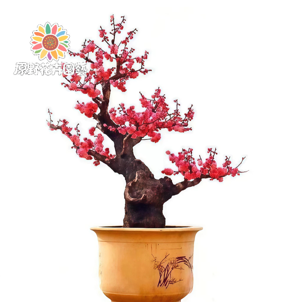 紅梅盆栽的價格推薦- 2026年2月| 比價比個夠BigGo