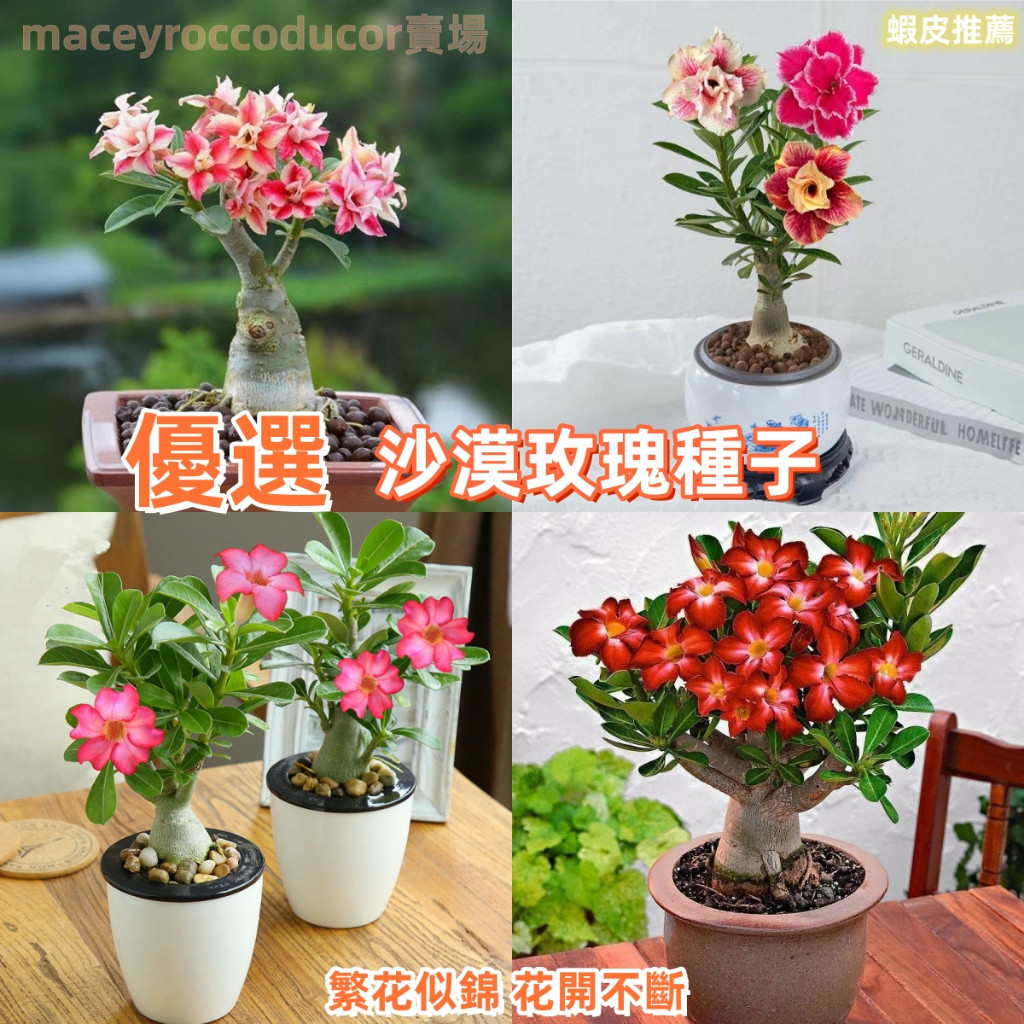 💯💥【沙漠玫瑰種子】重瓣沙漠玫瑰 名貴稀有品種 沙漠玫瑰高品質發芽率高 易種活 花期長 多年生養不死花卉  觀賞轉運花卉