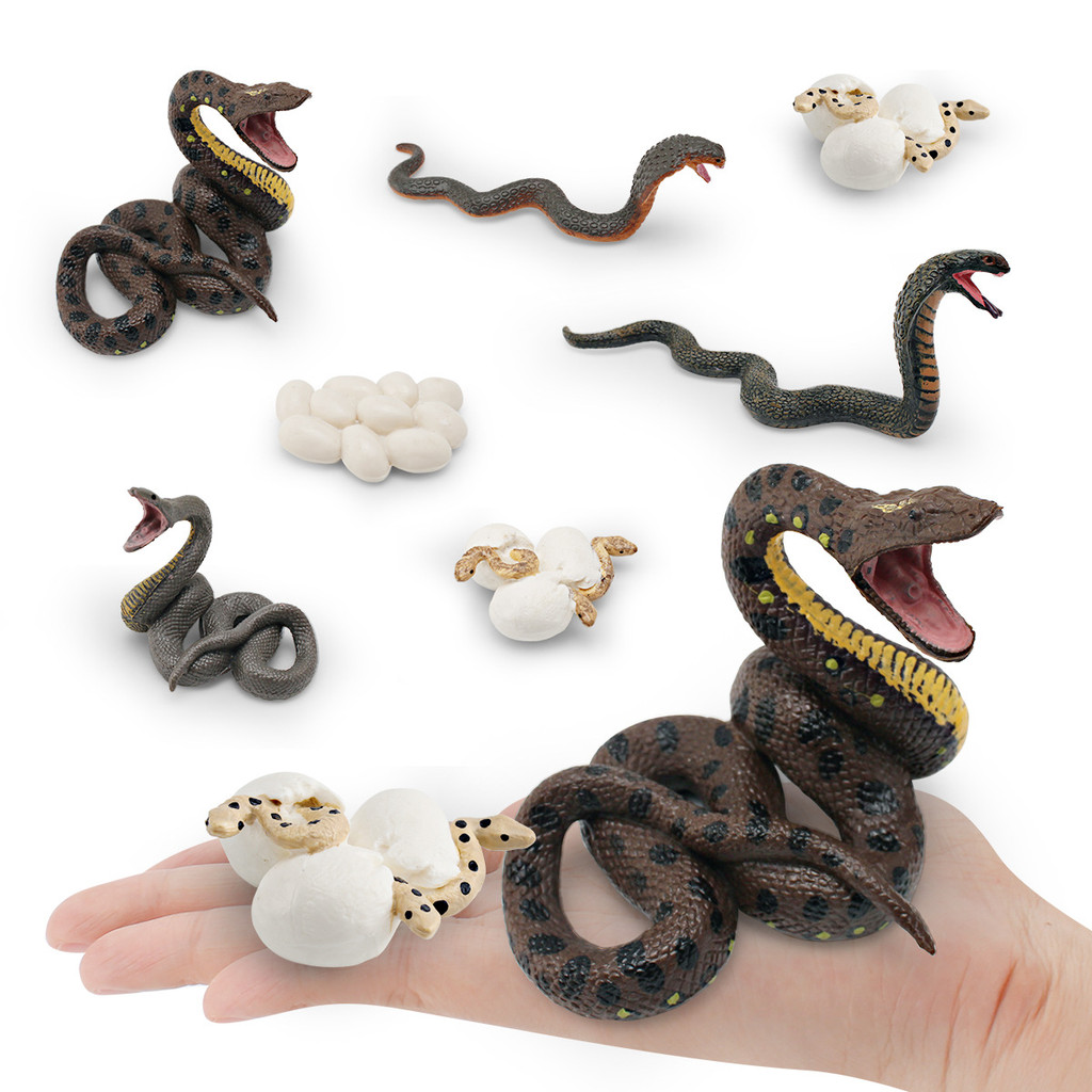 🌈仿真動物模型 野生毒蛇成長周期兒童認知眼鏡蛇蟒蛇生長變化 公仔 迷你 手辦 玩具