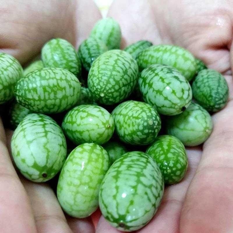✨（拇指西瓜種子）西瓜種子 袖珍迷你小西瓜 可食用 爬藤西瓜陽臺盆栽觀賞特色蔬菜水果種子 四季薄皮迷你盆栽西瓜種子